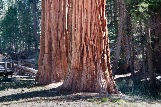 Two giant sequoia trees in Mariposa Grove, Yosemite National Park