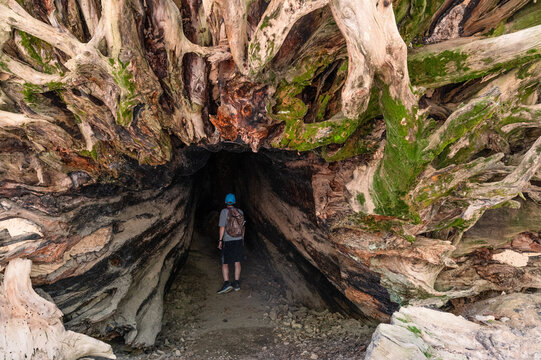 A person inside the trunk of a fallen giant sequoia tree in Mariposa Grove, Yosemite National Park