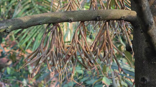 Durian fruitlet. Post flowering stage.