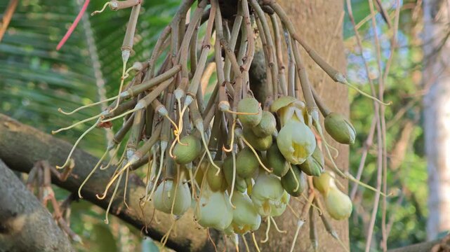 Durian fruitlet. Post flowering stage.