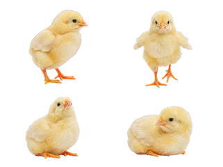Vibrant collection of four adorable fluffy yellow baby chicks, isolated on transparent background, spring theme. © Philip