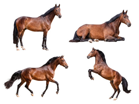 Beautiful photograph featuring four magnificent brown horses showcasing various dynamic actions.
