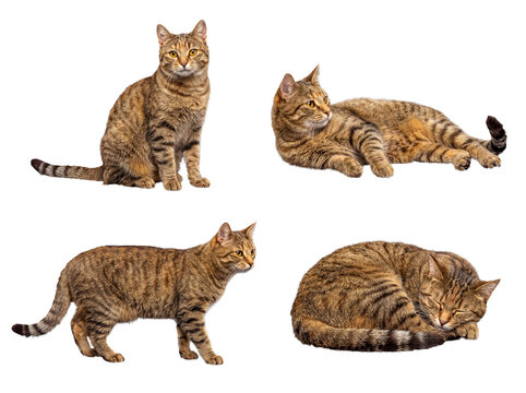 Collection of four beautiful domestic tabby cats showcasing various natural poses.