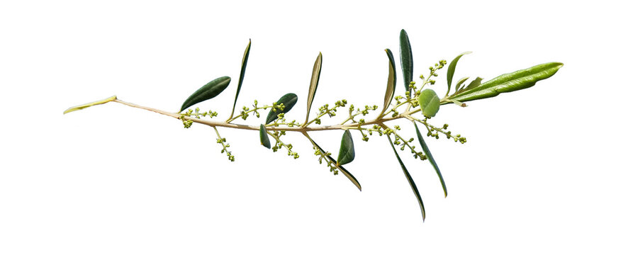 olive tree twing with flowers and baby olives isolated for background
