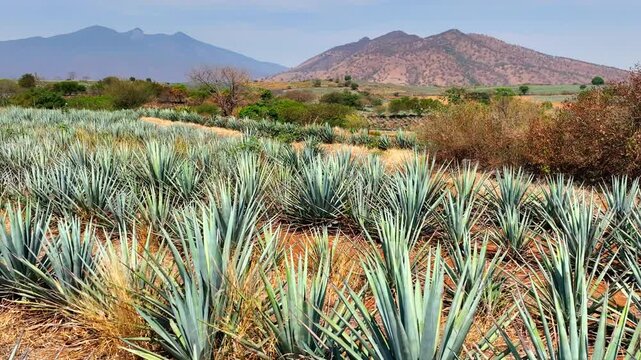 blue agave fields in Jalisco at sunset to prepare tequila, mezcal,