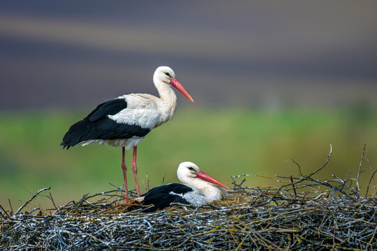 White storks nesting, one standing, one incubating eggs