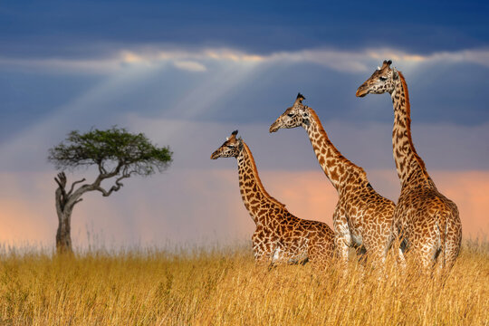 Three giraffe in National park of Kenya