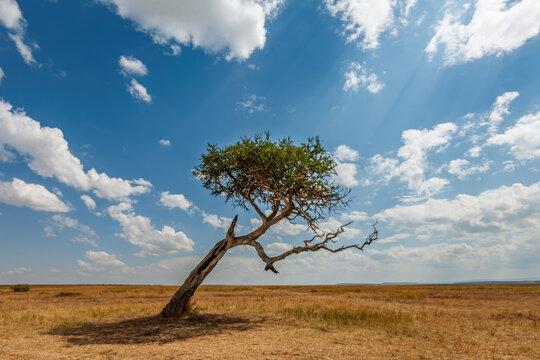 A lone leaning acacia tree in a Kenya National Park, Africa