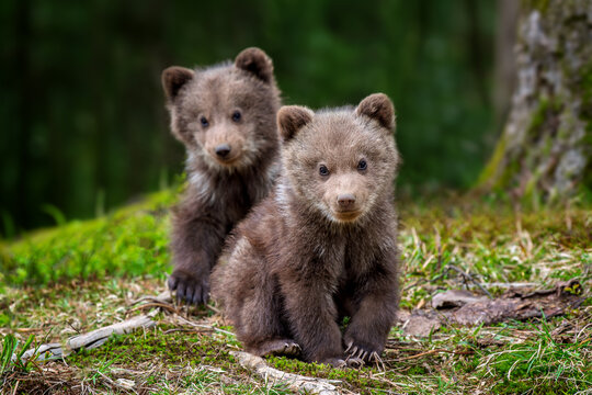 Two young brown bear cub in the forest