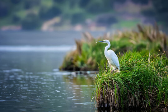 Great egret perching on grass tuft in wetland