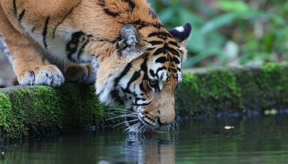 Fototapeta premium Large wild tiger bending down to drink water from a natural pond in a lush jungle