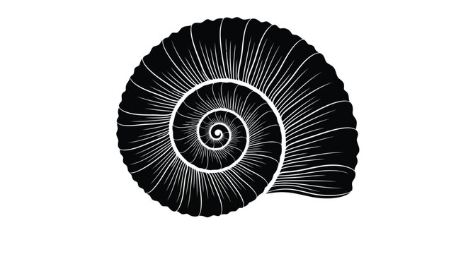 A black and white drawing of a nautilus shell