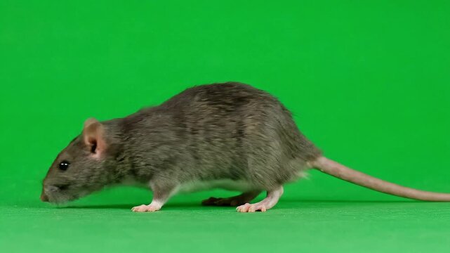 A brown rat walking on a green screen background, close up shot mouse rodent animal pet