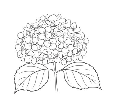 Black and white line of a blooming hydrangea flower with leaves botanical plant