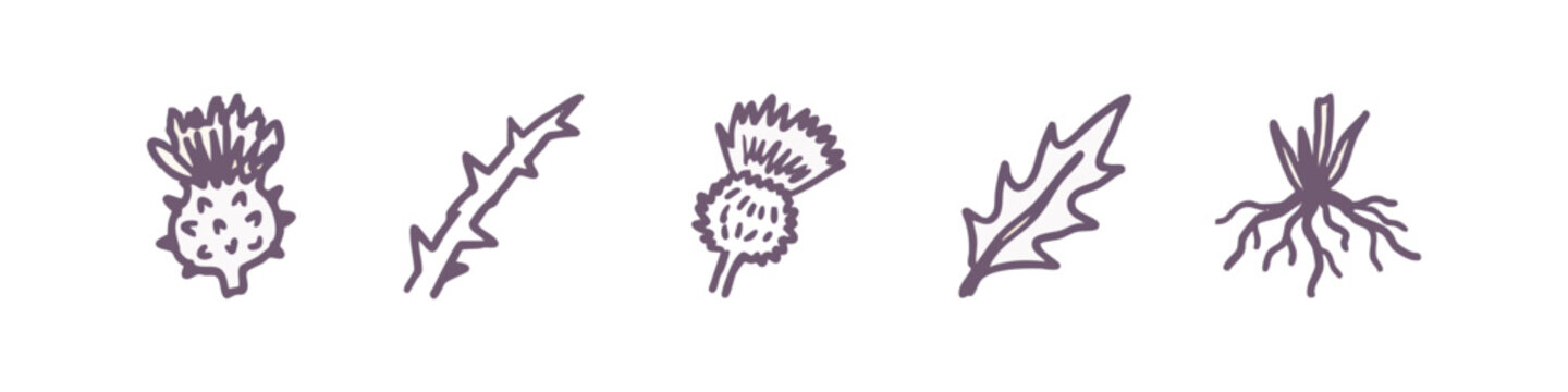 Set of 5 hand-drawn icons: thistle flower, thorny stem, thistle head, thistle leaf, plant roots