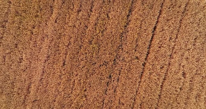 Aerial view of agricultural crop rows in fertile farmland ready for harvest season