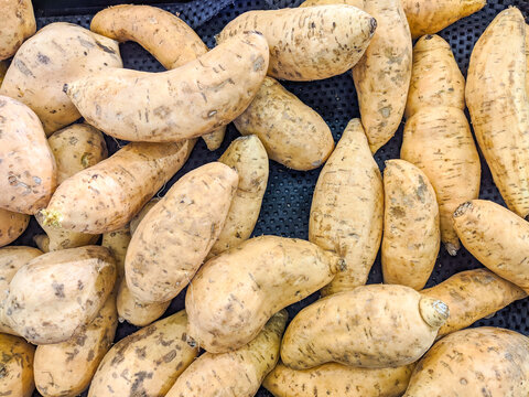 Ubi Cilembu from West Java, Indonesia, freshly harvested by local farmers. Naturally sweet, nutritious, and often roasted to release its caramel flavor, making it a popular healthy snack.