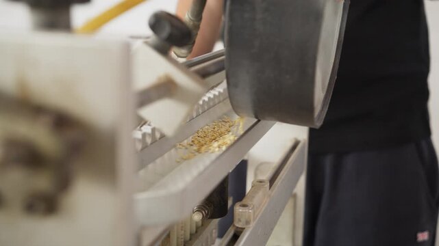 Close-up of a worker manually pouring raw grain seeds into an automated agricultural processing and sorting machine line