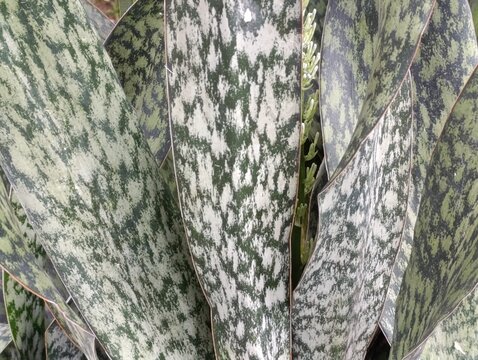 Green and white mottled leaves create a striking natural pattern. The plant displays a unique, variegated leaf design.