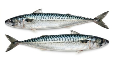 Fototapeta premium Two fresh mackerel fishes on display