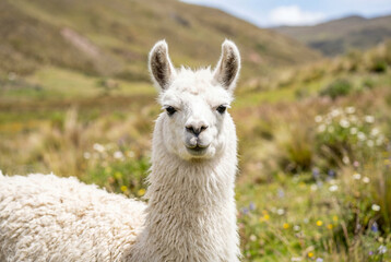 Fototapeta premium White fluffy llama looking directly at camera in green mountain field during bright summer day