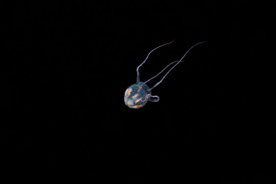 Sivickis box jellyfish Copula sivickisi drifting in open water at night, isolated against black background showing transparent bell and trailing tentacles