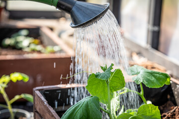 Watering Young Cucumber Plants With Garden Watering Can in Greenhouse © STOATPHOTO