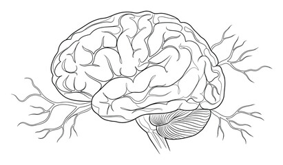 Fototapeta premium Human brain outline drawing with intricate branching nerves representing the complex central nervous system for medical and educational purposes