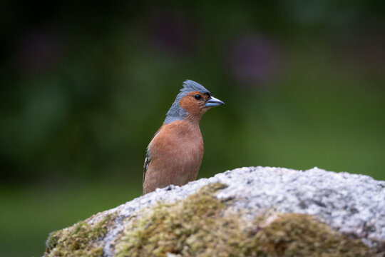 Detailed close up portrait of a male chaffinch showing blue grey head, warm brown chest and strong conical beak. The bird is captured in sharp focus against a smooth green natural background