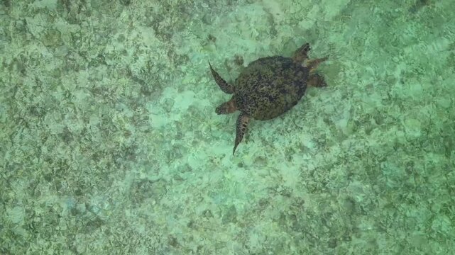 Sea turtle swimming near surface of clear turquoise ocean water, taking a breath with head breaking water. Wildlife and marine life concept. Magic aerial view drone top down Above view