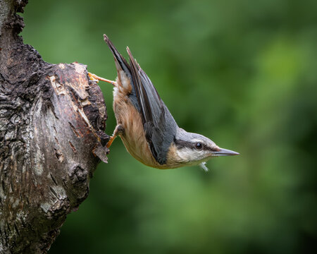 Dynamic wildlife image of a Eurasian nuthatch clinging upside down to a tree trunk in a natural woodland setting. The small blue grey and orange bird is captured in a characteristic feeding posture