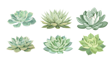 Fototapeta premium Single small succulent plant resilient and calm flat pale vector illustration minimalist botanical icon eco nature concept modern design