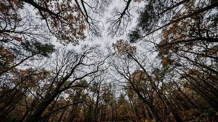 Fototapeta premium Tall Bare and Leafy Trees in Overcast Forest with Gray Sky