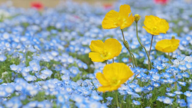 Yellow poppy with beautiful Nemophila flowers sway in the wind on a fine spring day