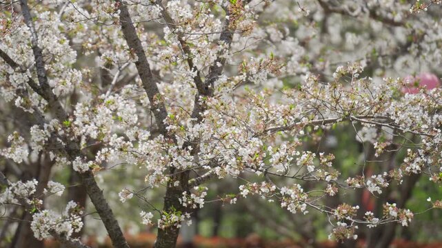 Beautiful cherry blossom petals falling in the wind during spring