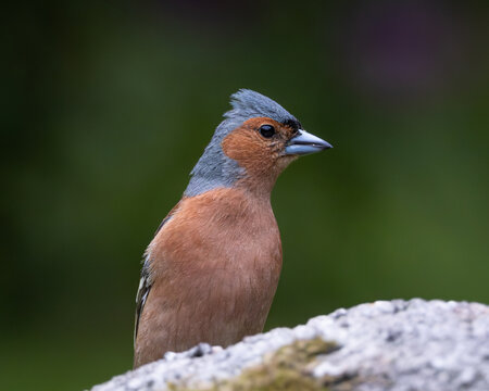 Detailed close up portrait of a male chaffinch showing blue grey head, warm brown chest and strong conical beak. The bird is captured in sharp focus against a smooth green natural background