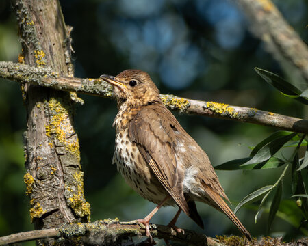 Detailed wildlife photograph of a song thrush standing on a moss and lichen covered tree branch surrounded by green foliage. The brown bird with a spotted chest is captured in natural light within a