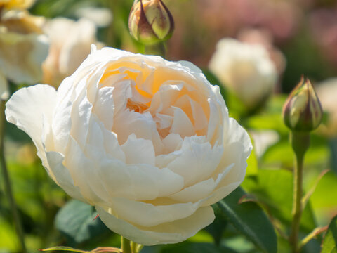 白いイングリッシュローズ　2022年5月