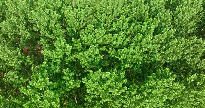 Aerial view of dense green forest canopy with lush deciduous tree in summer