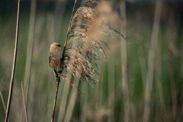 Elegant female bearded tit perched on a vertical reed, surrounded by soft green and beige tones of a natural marsh. With its subtle plumage and agile posture, this specialist wetland songbird reflects © Robert