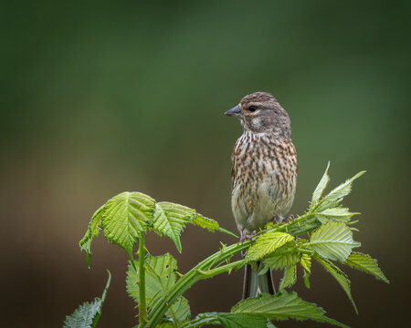 Young common linnet captured mid-landing with wings spread over lush green nettle leaves in soft summer sunlight. This finch species is known for its melodic song and is commonly found in open