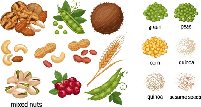Mixed Nuts Seeds and Legumes Collection Set with Walnut Cashew Pistachio Peanut Coconut Pea Corn Quinoa for Food Design