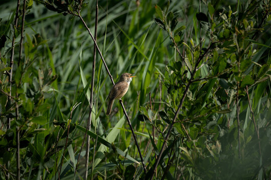 Young common linnet captured mid-landing with wings spread over lush green nettle leaves in soft summer sunlight. This finch species is known for its melodic song and is commonly found in open