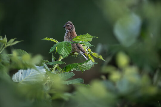 Young common linnet captured mid-landing with wings spread over lush green nettle leaves in soft summer sunlight. This finch species is known for its melodic song and is commonly found in open