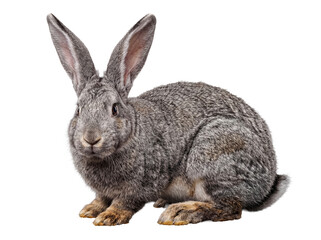 Obraz premium Gray rabbit looking directly at the camera while sitting, isolated on a transparent background.