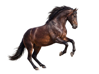 Powerful photograph of a majestic brown horse rearing up on its hind legs, with flowing mane and tail. © Ricky