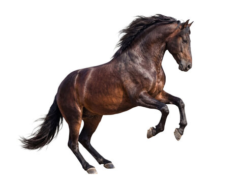 Powerful photograph of a majestic brown horse rearing up on its hind legs, with flowing mane and tail.