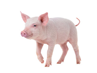 Adorable healthy young pink piglet with a cute snout and curly tail standing on a transparent background, side view. © Ricky