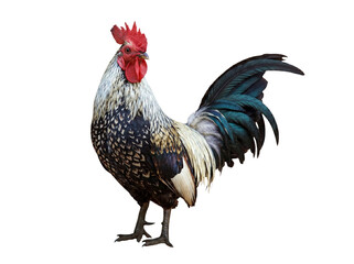 Striking rooster with colorful plumage and vibrant red comb stands majestically, isolated on a transparent background. © Ricky