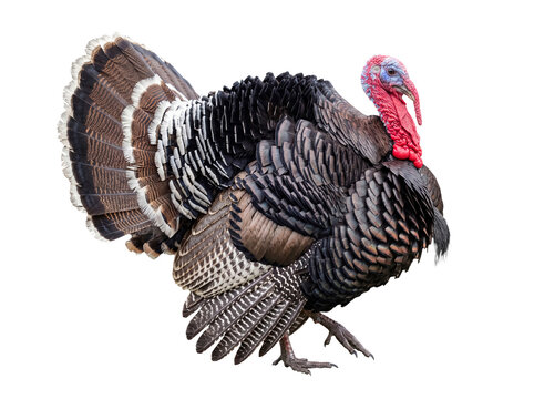 Realistic photograph of a majestic wild male turkey showing detailed plumage, isolated on a transparent background.